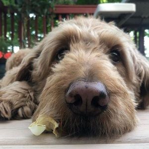 Meet your Posher, Ann